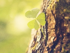 trefoil, trees, three Leaf