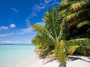 tropic, Palms, Ocean, Beaches