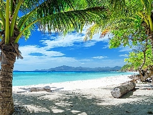 tropic, Palms, Ocean, Beaches