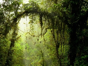 tropical, Climbers, trees, VEGETATION, viewes