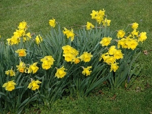 Trumpet Daffodils