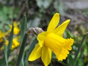 jonquil