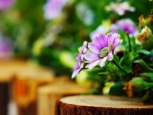 Chrysanthemums, trunk, purple