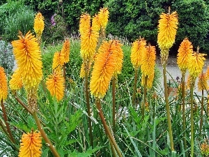 Trytoma groniasta, Flowers, Yellow, exotic