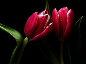 tulip, Red