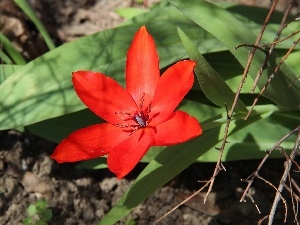 tulip, Red