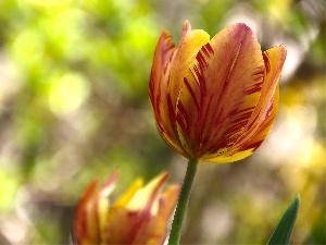 Red, tulip, yellow