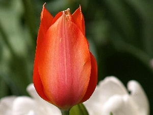 tulip, Red