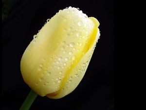 wet, tulip, Yellow