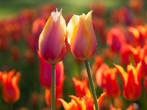 Tulips