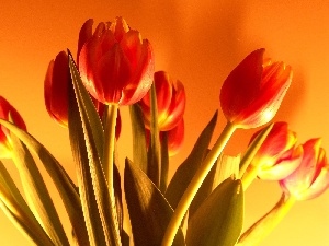 Tulips