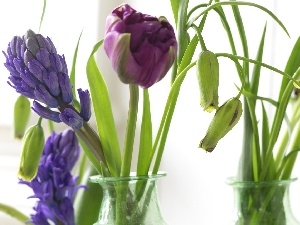 Tulips, purple, Blue, Muscari