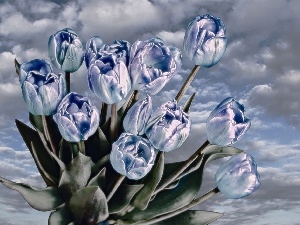 Tulips, Blue