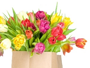 tulips, colors, bunch, different