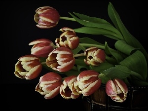 Tulips, Ceberek