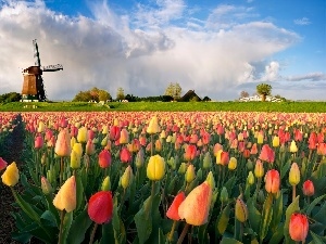 color, Tulips, Windmill