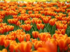 tulips, Field