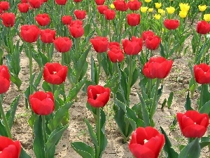 tulips, Field