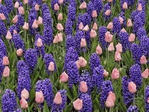 hyacinths, tulips, Field