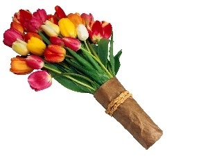 multicolored, tulips, bouquet