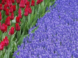 Tulips, Red, beatyfull, Muscari, Flowers