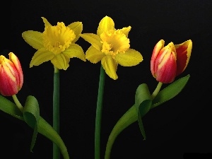 Daffodils, Tulips