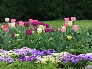pansies, Tulips, Garden