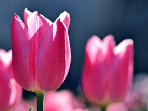 Tulips, Pink