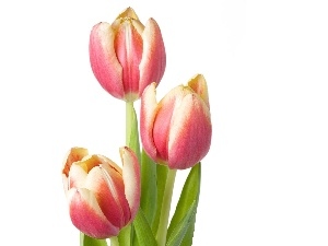 Pink, Tulips, Three