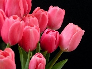 Tulips, Pink