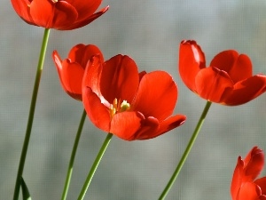 Tulips, Red