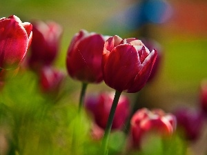 Tulips, Red