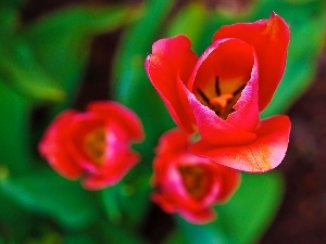 Tulips, Red