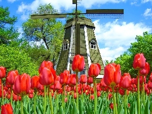 Red, Tulips, Windmill