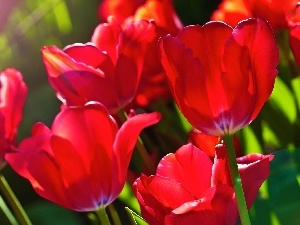 Tulips, Red