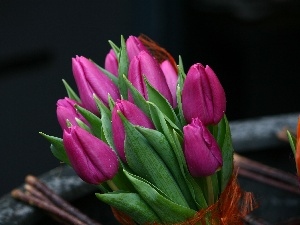 violet, tulips, bunch