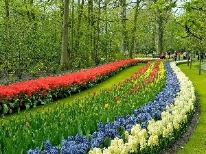 Tulips, Hyacinths, Spring, walkers, Park