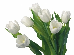 Tulips, White