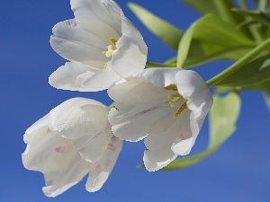white, tulips, bouquet