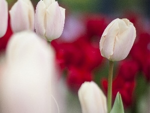 Tulips, White