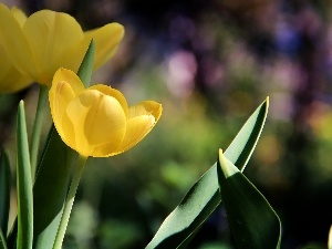 Tulips, Yellow