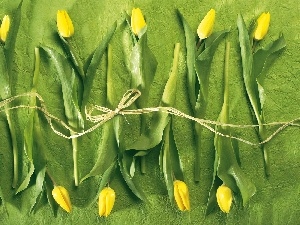 Tulips, Yellow