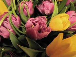Yellow, Tulips, Pink