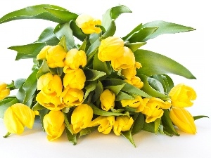Tulips, Yellow