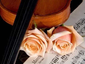 roses, Tunes, violin