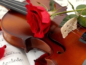 violin, Tunes, rose