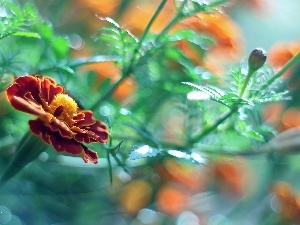 Turk, Colourfull Flowers, Tagetes