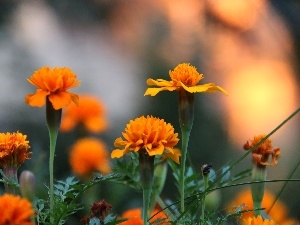 Turki, Tagetes