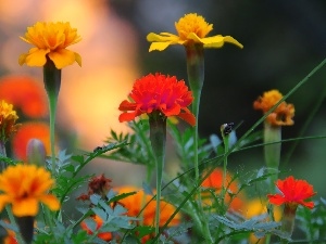 Turki, Tagetes