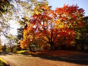 turn, Way, Autumn, trees